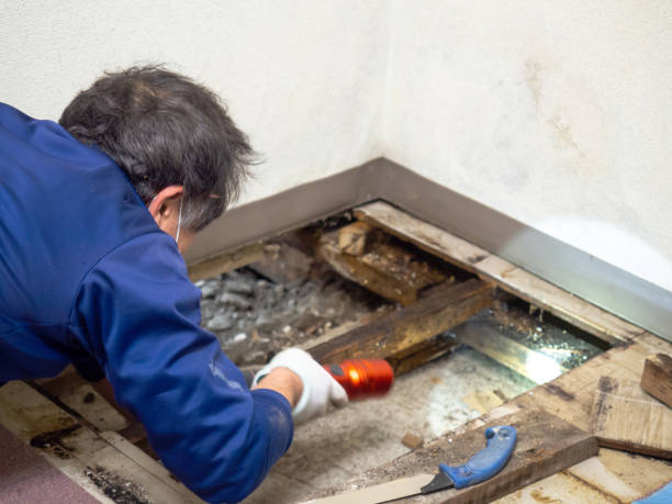 Best Residential Mold Removal  in Sparks, GA