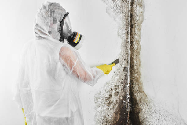 Best Attic Mold Removal  in Sparks, GA