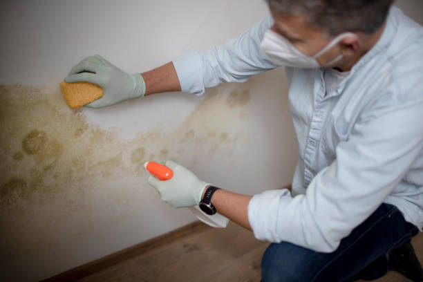 Best Toxic Mold Removal  in Sparks, GA