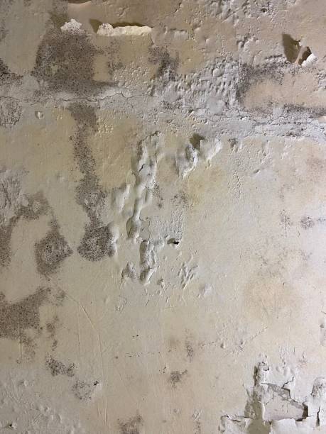 Best Black Mold Removal  in Sparks, GA