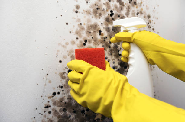 Best Crawl Space Mold Removal  in Sparks, GA