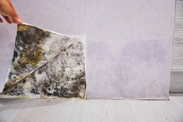 Best Professional Mold Removal  in Sparks, GA
